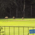 IMG-20260720-WA0083