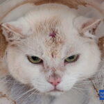 Hamburg-Lohbrügge: Schüsse auf Freigänger-Katzen. Nachbar setzt 1000 Euro Belohnung aus.
