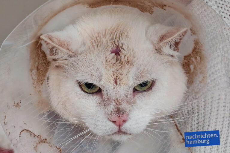 Hamburg-Lohbrügge: Schüsse auf Freigänger-Katzen. Nachbar setzt 1000 Euro Belohnung aus.