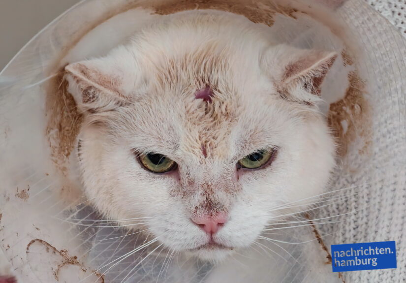Hamburg-Lohbrügge: Schüsse auf Freigänger-Katzen. Nachbar setzt 1000 Euro Belohnung aus.